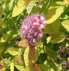 SPIRAEA japonica ‘Golden Princess’  / Spirée japonaise 'Golden Princess'