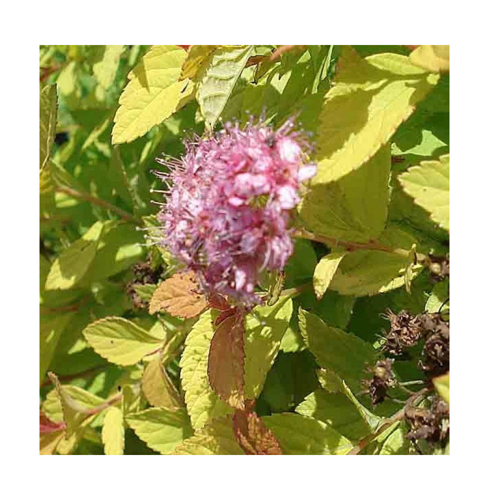 SPIRAEA japonica ‘Golden Princess’  / Spirée japonaise 'Golden Princess'