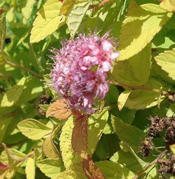 SPIRAEA japonica ‘Golden Princess’  / Spirée japonaise 'Golden Princess'