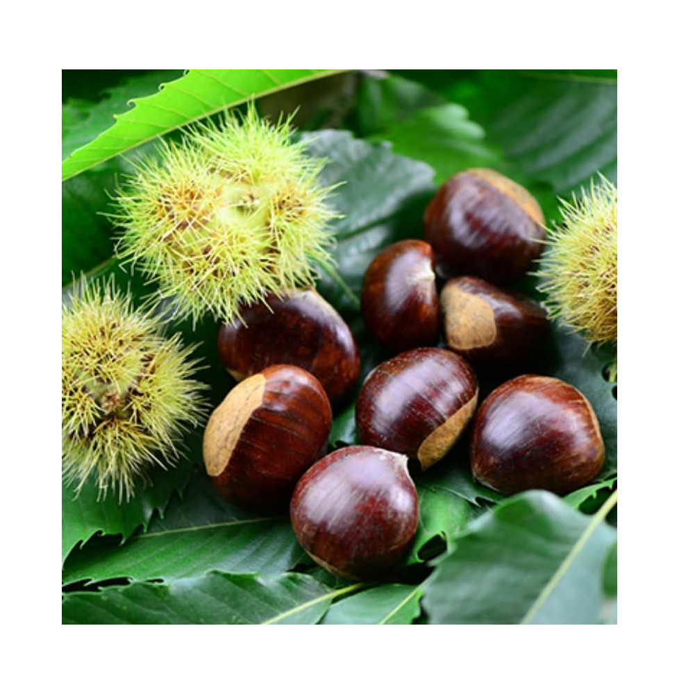 Castanea sativa 'Marigoule' / Châtaignier 'Marigoule'