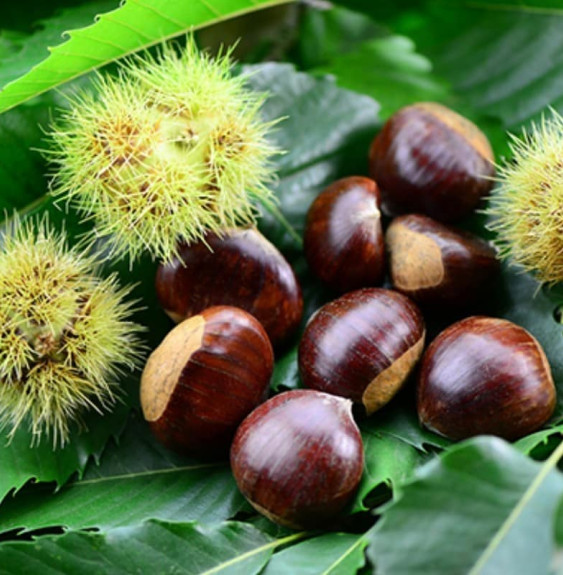 Castanea sativa 'Marigoule' / Châtaignier 'Marigoule'