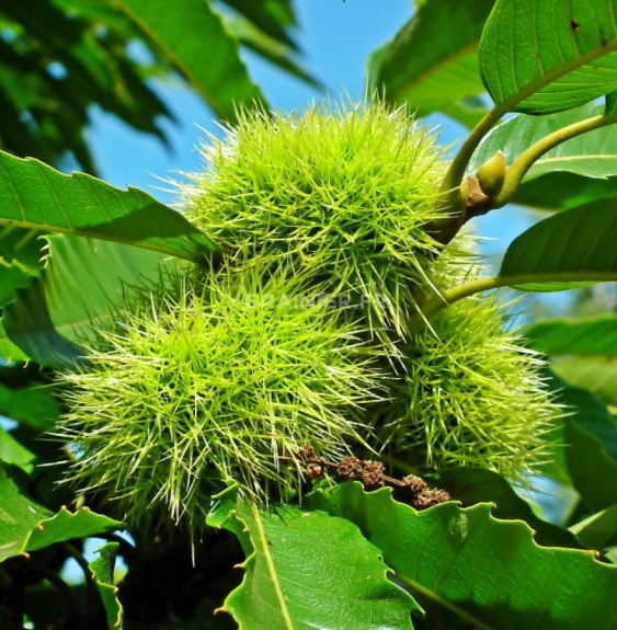 Castanea sativa 'Marigoule' / Châtaignier 'Marigoule'