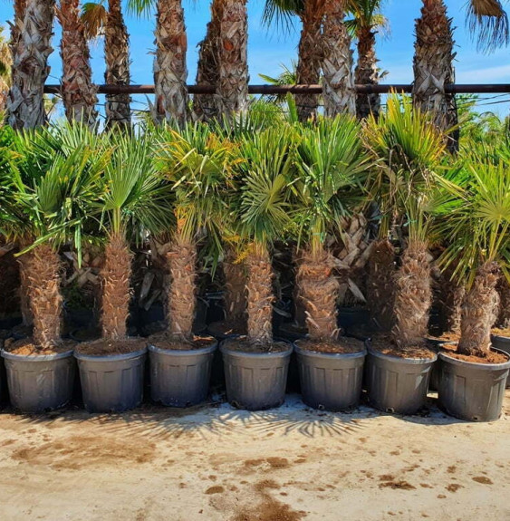 Pépinières Français PF_Palmier-de Palmier de Chine - Trachycarpus fortunei