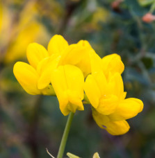 CORONILLA valentina glauca / Coronille glauque