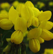 CORONILLA valentina glauca / Coronille glauque