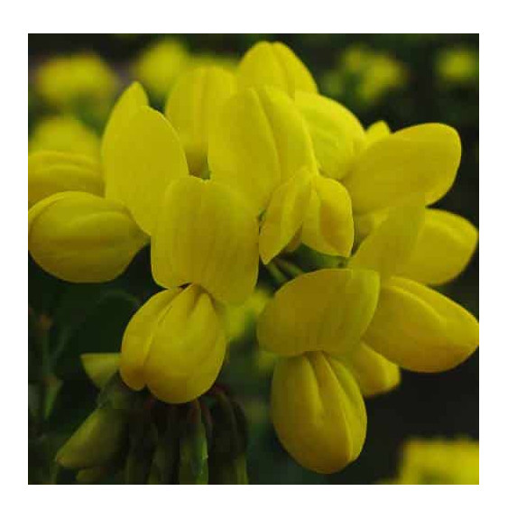 CORONILLA valentina glauca / Coronille glauque