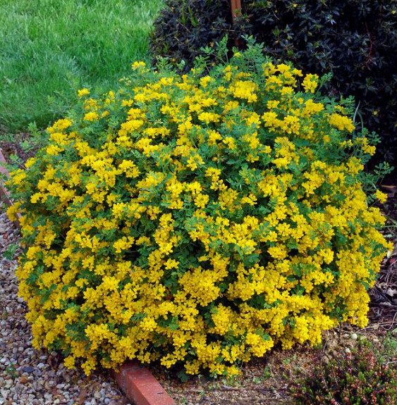 CORONILLA valentina glauca / Coronille glauque