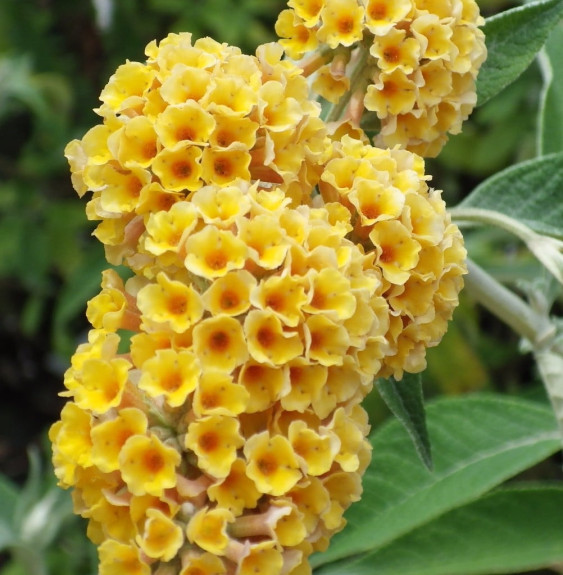 BUDDLEJA weyeriana 'Sungold' / Arbre aux papillons 'Sungold'