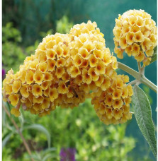 BUDDLEJA weyeriana 'Sungold' / Arbre aux papillons 'Sungold'