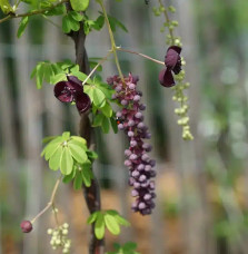 Akebia longeracemosa