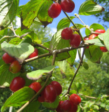 Cornus mas / Cornouiller mâle