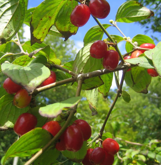 Pépinières Français PF_Cornus-mas Cornus mas / Cornouiller mâle