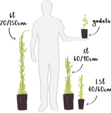 Akébie 'Alba'- akebia quinata