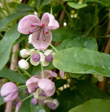 Akébie 'Cream Form' - akebia quinata