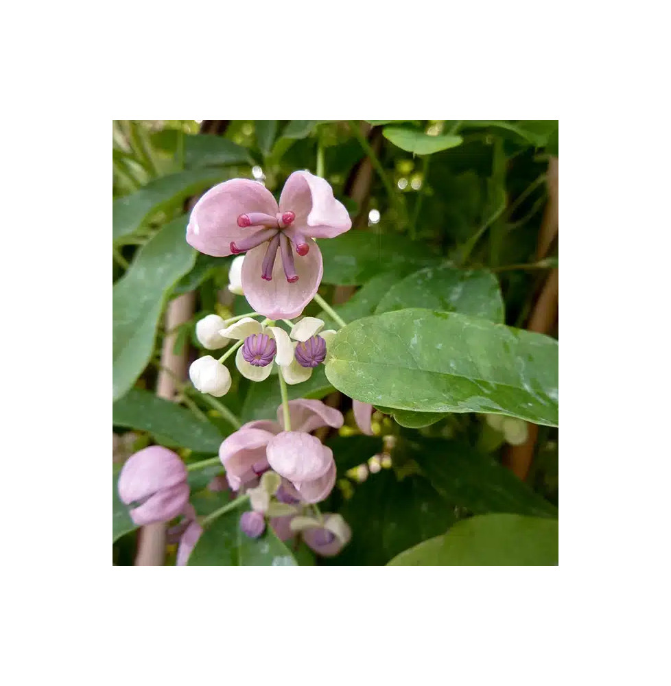 Akébie 'Cream Form' - akebia quinata