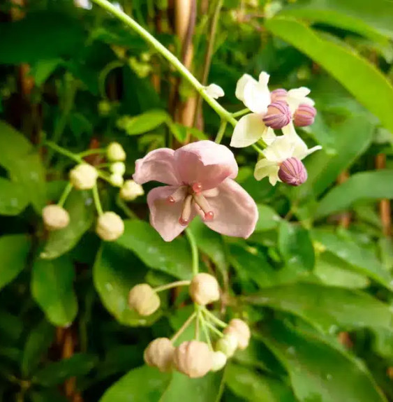 Pépinières Français PF_Akébie-Sil Akébie 'Silver Bells' - akebia quinata