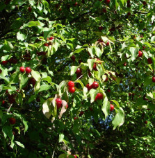 Cornus mas / Cornouiller mâle