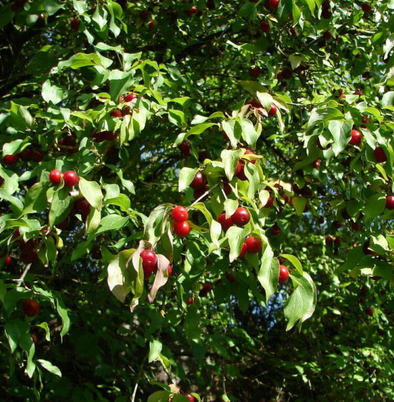 Pépinières Français PF_Cornus-mas Cornus mas / Cornouiller mâle