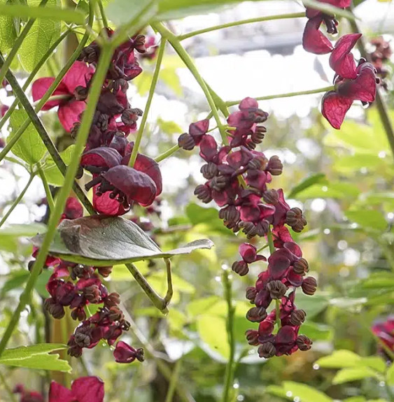 Akébie - akebia quinata