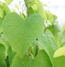 Aristoloche - aristolochia macrophylla