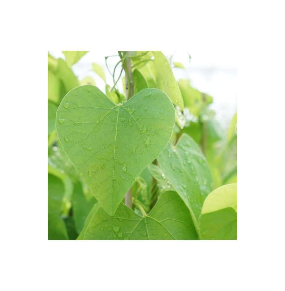 Aristoloche - aristolochia macrophylla