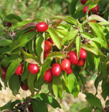 Cornus mas / Cornouiller mâle