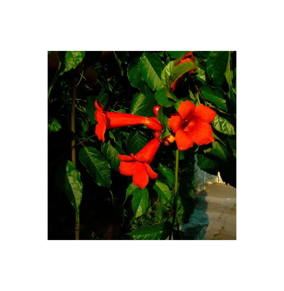 Bignone 'Atropurpurea' – campsis radicans