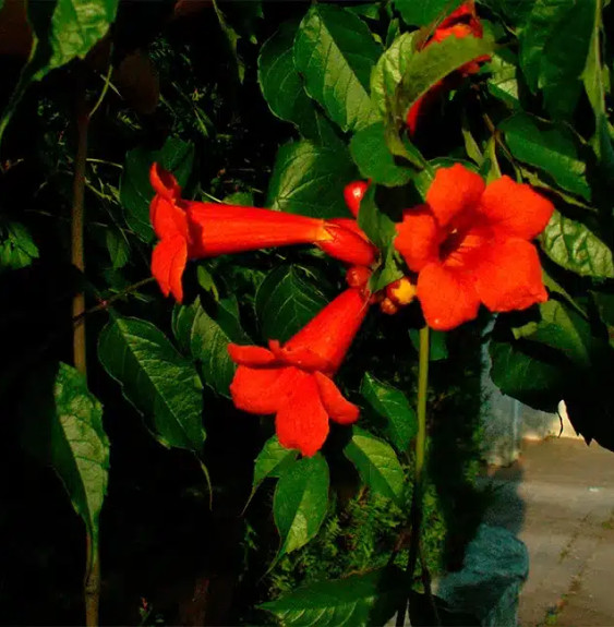 Pépinières Français PF_Bignone-At Bignone 'Atropurpurea' - campsis radicans