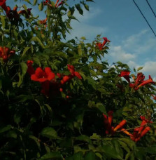 Bignone 'Atropurpurea' – campsis radicans