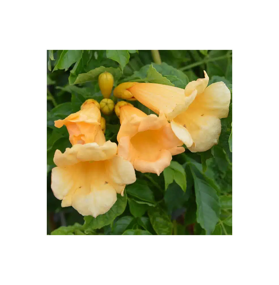 Bignone 'Flava' (Yellow Trumpet) – campsis radicans