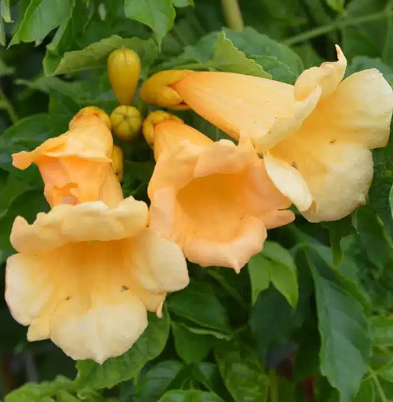 Pépinières Français PF_Bignone-Fl Bignone 'Flava' (Yellow Trumpet) - campsis radicans