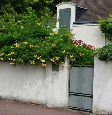 Bignone 'Flava' (Yellow Trumpet) – campsis radicans