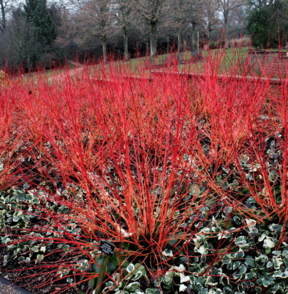 Pépinières Français PF_CORNUS-san CORNUS sanguinea ‘Winter Flame’ / Cornouiller sanguin 'Magic Flame'