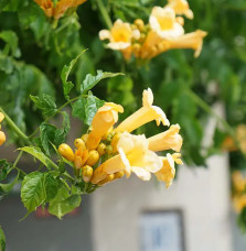 Bignone 'Flava' (Yellow Trumpet) – campsis radicans