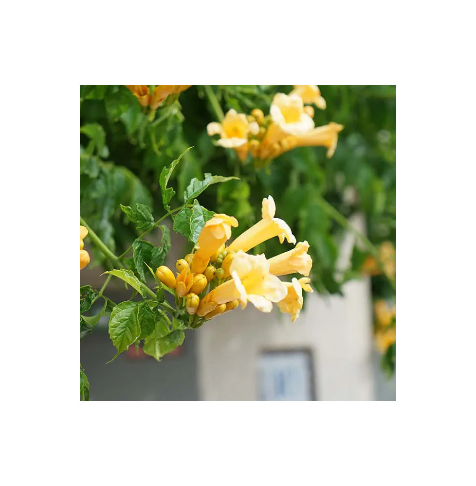 Bignone 'Flava' (Yellow Trumpet) – campsis radicans