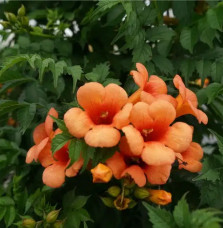 Bignone 'Indian Summer® 'Kudian' - campsis tagliabuana