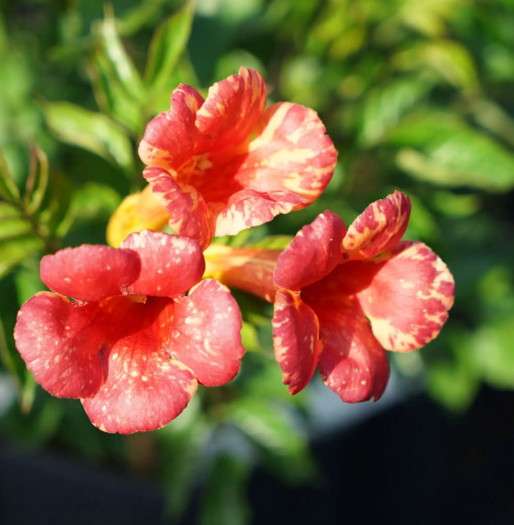 Pépinières Français PF_Bignone-Or Bignone 'Orangeade®' ('Tracamp') - campsis tagliabuana