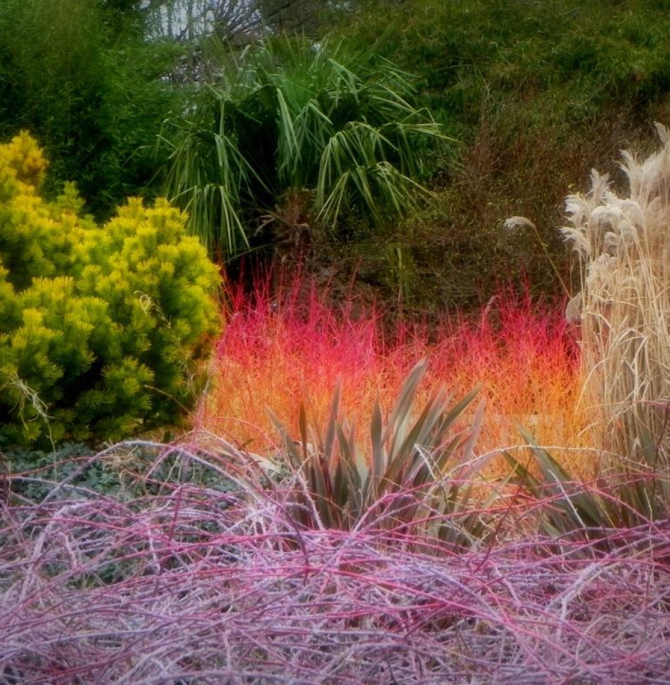 CORNUS sanguinea ‘Winter Flame’ / Cornouiller sanguin 'Magic Flame'