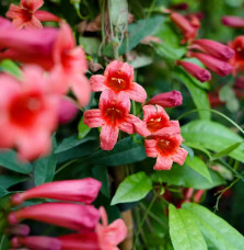 Bignone 'Species Red'- bignonia capreolata