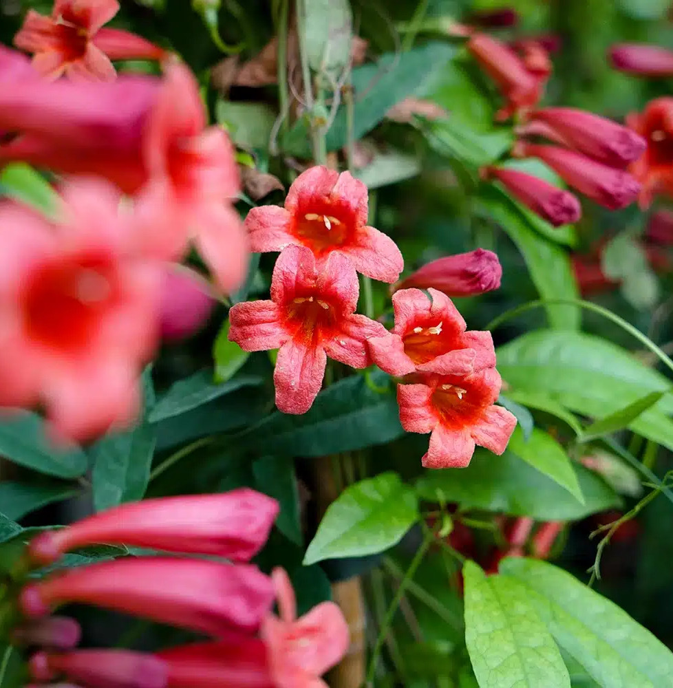 Bignone 'Species Red'- bignonia capreolata