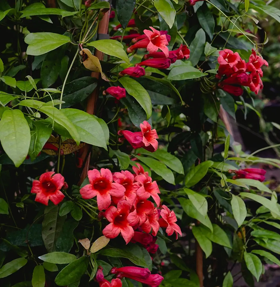 Bignone 'Species Red'- bignonia capreolata