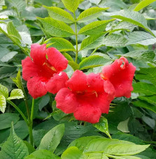 Bignone 'Stromboli' - campsis radicans