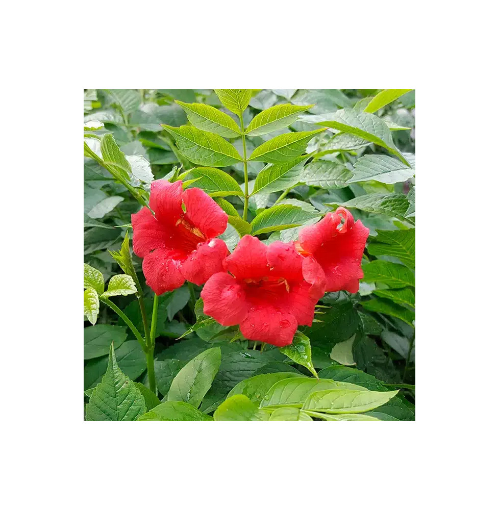 Bignone 'Stromboli' - campsis radicans