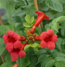 Bignone 'Stromboli' - campsis radicans