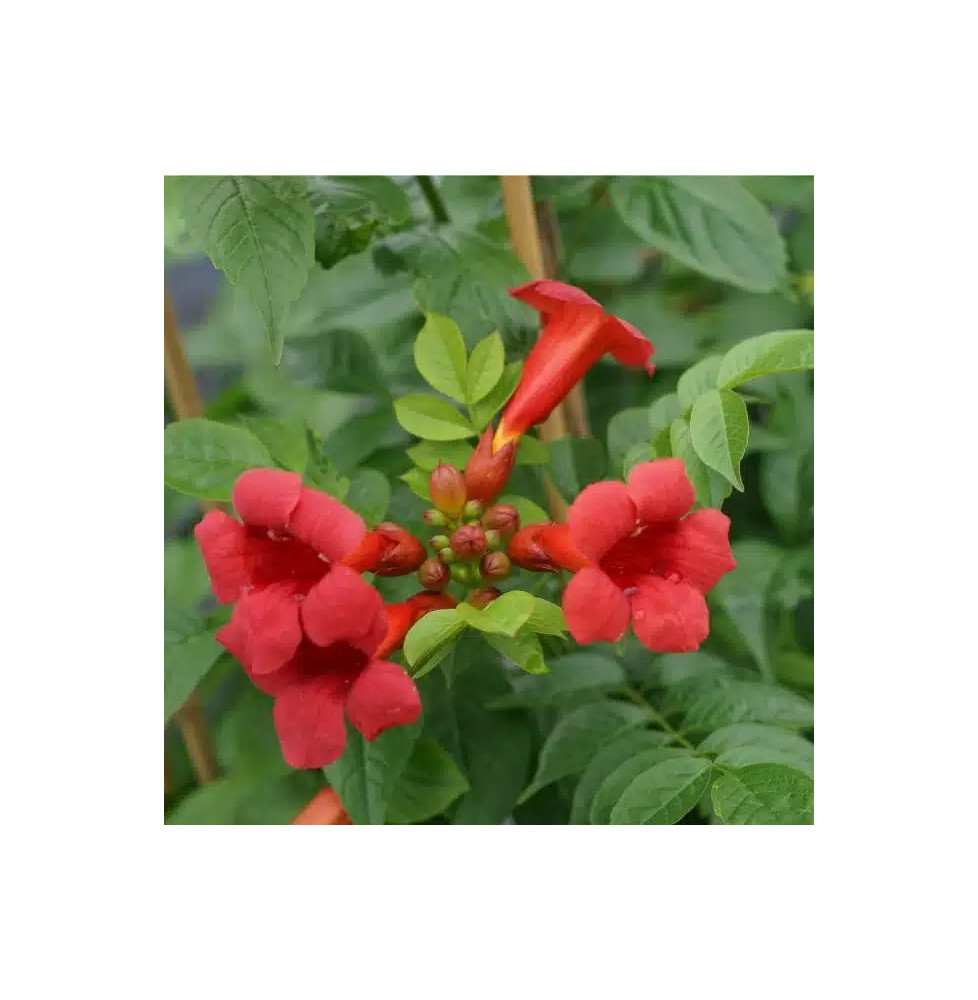 Bignone 'Stromboli' - campsis radicans