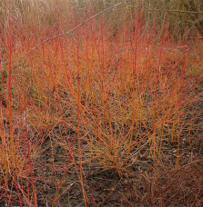 CORNUS sanguinea ‘Winter Flame’ / Cornouiller sanguin 'Magic Flame'