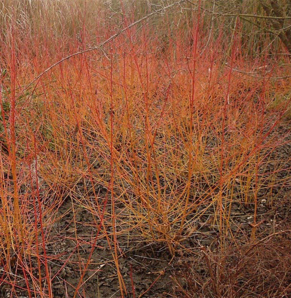 CORNUS sanguinea ‘Winter Flame’ / Cornouiller sanguin 'Magic Flame'