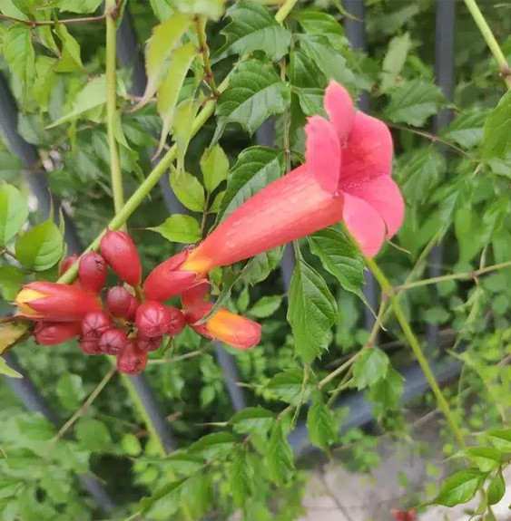 Pépinières Français PF_Bignone-de Bignone de Virginie - campsis radicans