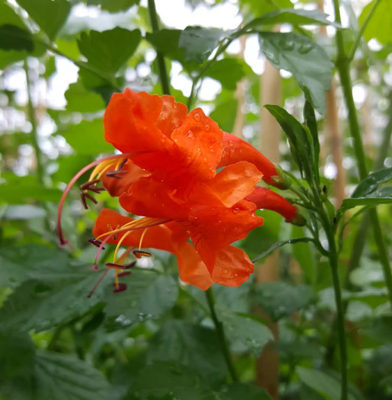 Pépinières Français PF_Bignone-du Bignone du Cap - tecoma capensis