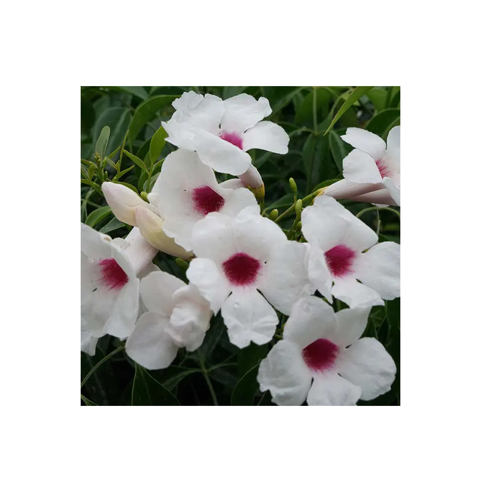 Bignone faux-jasmin -  pandorea jasminoides